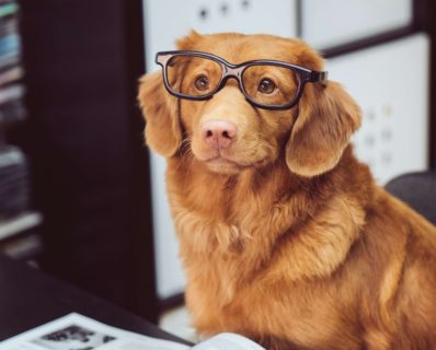 benefits of dogs in the workplace